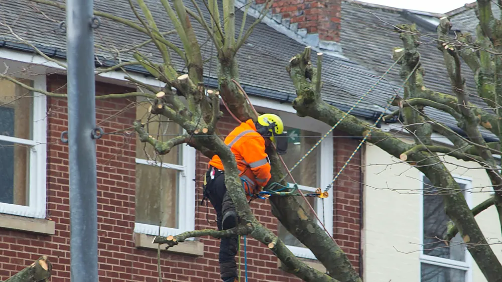 Arborist in a helmet and safety vest cutting limbs from a tree beside a house