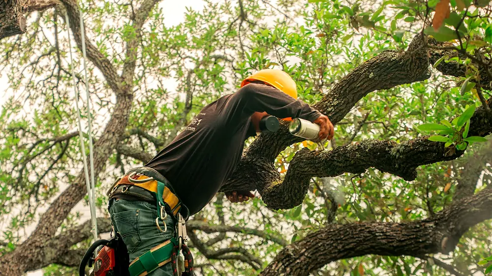 Arborist in a climbing harness pruning branches of a large tree