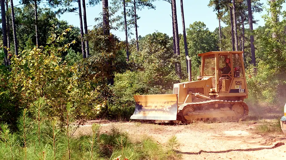 Bulldozer clearing brush among pine trees on sandy ground