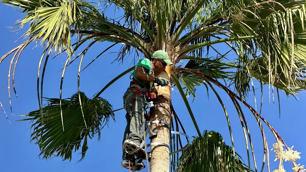 Climber trimming fronds at the top of a tall palm tree