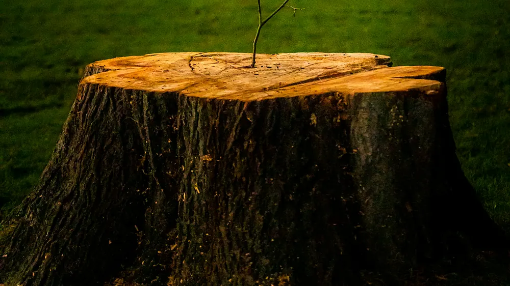 Large cut tree stump in a grass lawn