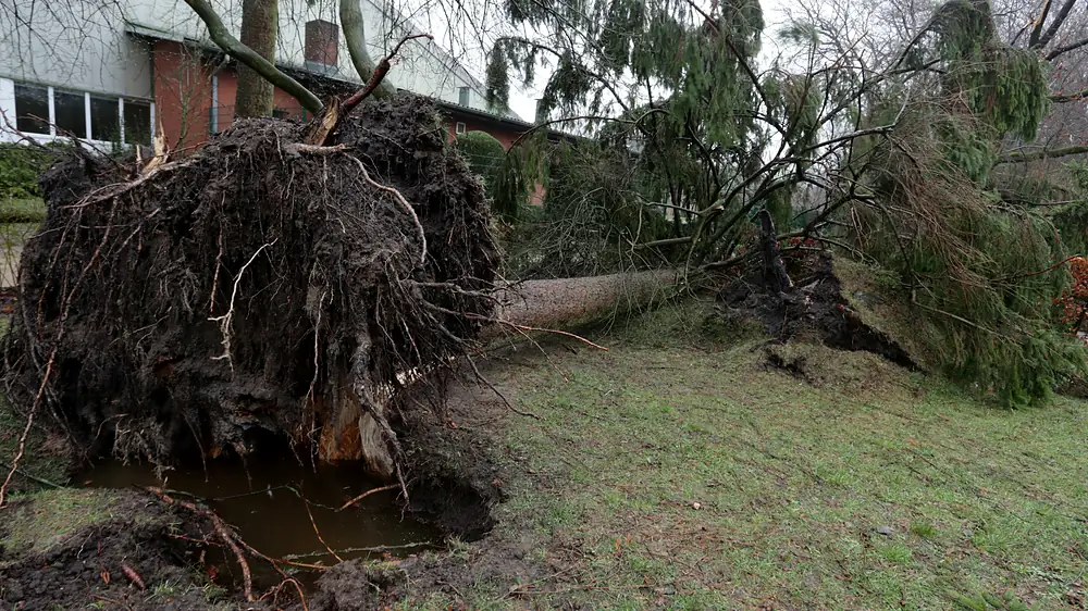 Large tree uprooted by a storm and lying across a yard